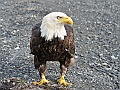Alaska Wildlife-51